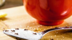 Efikasni načini za trajno rešavanje problema s mravima u domu