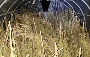 Policija u Loznici otkrila oko 200 kg materije nalik marihuani, jedna osoba uhapšena