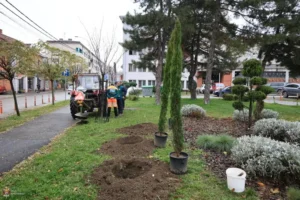 Mediteranski čempres: Kragujevac sadi drveće otporno na klimatske promene