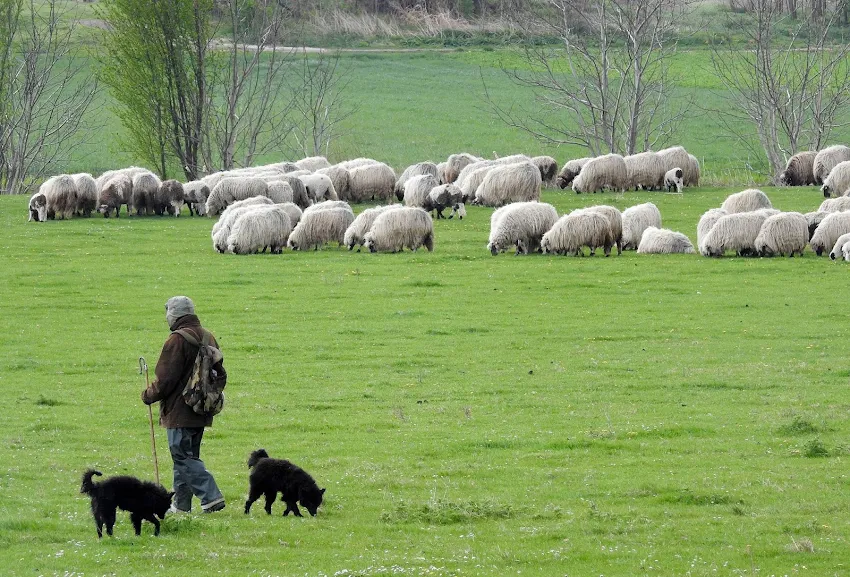 Foto: Beta/Dragan Gojić