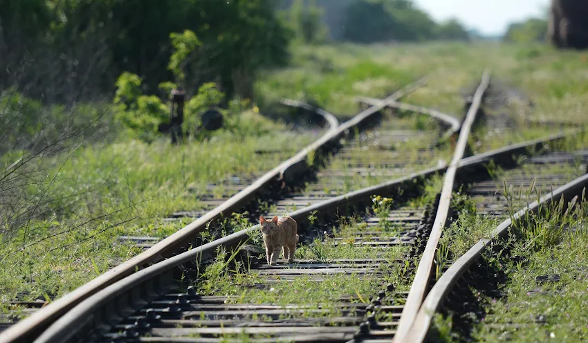 Foto: BETA/Dragan Gojić
