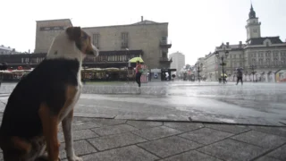 Foto: Beta/Dragan Gojić